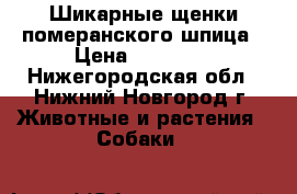 Шикарные щенки померанского шпица › Цена ­ 30 000 - Нижегородская обл., Нижний Новгород г. Животные и растения » Собаки   
